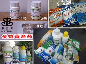 鎮宅風水魚，招財納福的靈性之選，鎮宅風水魚，招財納福的靈性之選