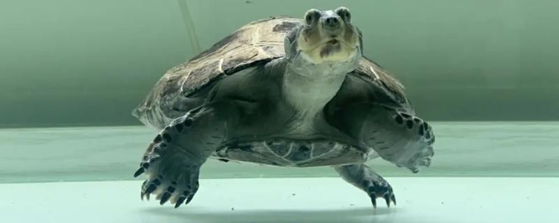 豬鼻龜為什么不能養了：豬鼻龜不能隨意養殖的原因