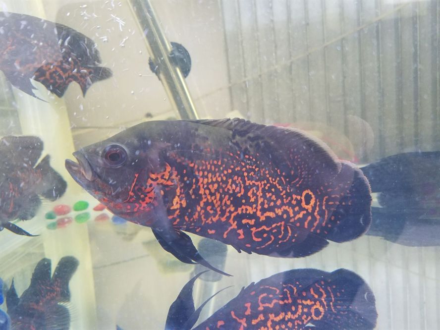 鎮宅擋煞第一名，守護家宅平安的終極法寶，鎮宅擋煞第一名，守護家宅平安的終極法寶