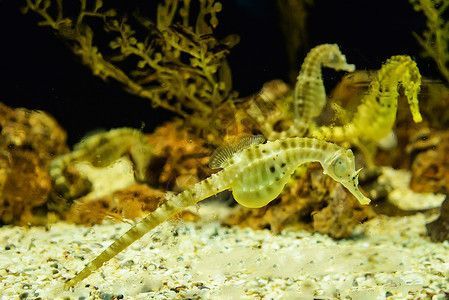 水族館魚(yú)圖片（水族館中的魚(yú)類圖片）
