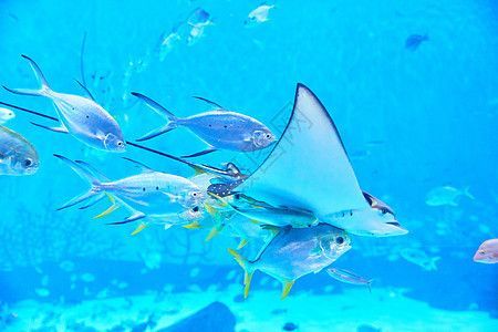 水族館魚(yú)圖片（水族館中的魚(yú)類圖片）