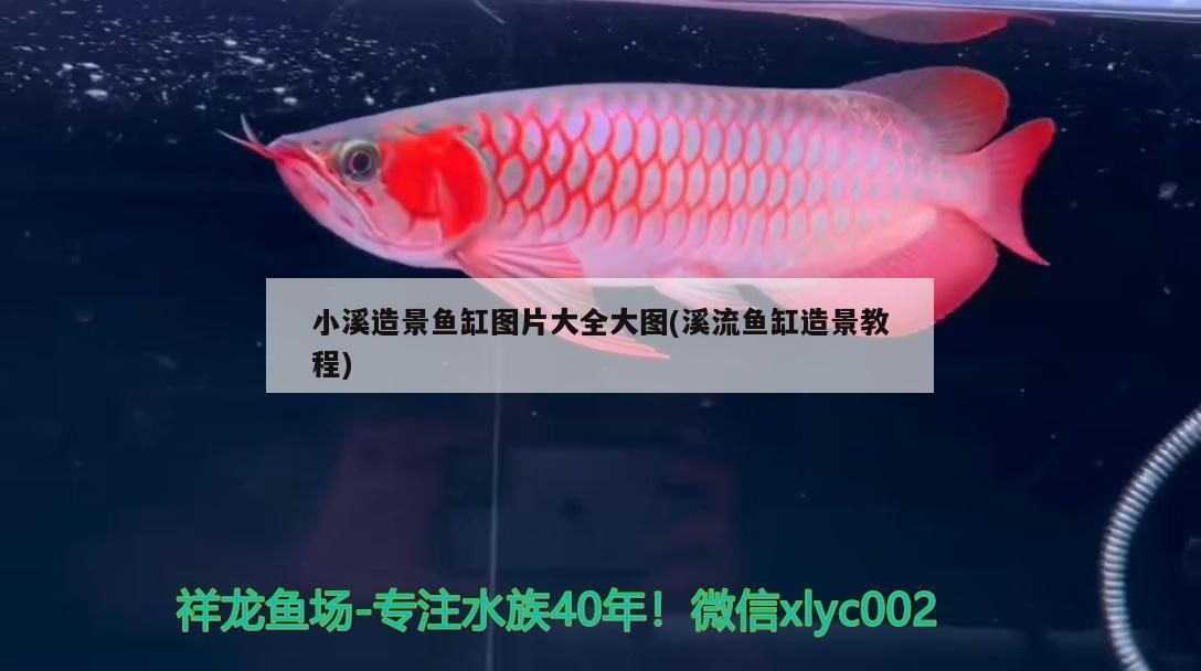 小溪造景魚缸圖片大全大圖(溪流魚缸造景教程)
