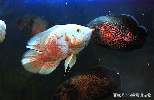 浙江養(yǎng)殖業(yè)扶持政策，助力鄉(xiāng)村振興與產(chǎn)業(yè)升級(jí)，浙江出臺(tái)養(yǎng)殖業(yè)扶持政策 助推鄉(xiāng)村振興與產(chǎn)業(yè)升級(jí)