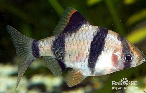招財魚可以和雷龍魚混養嗎圖片視頻大全：招財魚與雷龍魚混養，可行與否的深度探究
