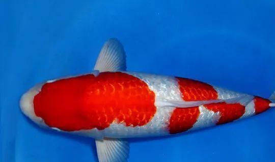 十大名貴蝴蝶鯉（十大名貴蝴蝶鯉品種及其特點(diǎn)）