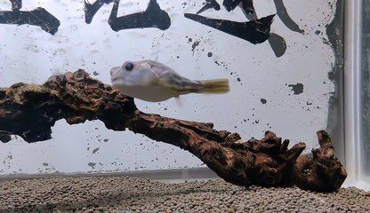 浙江本土魚一覽表，探秘江南水鄉的魚類王國，浙江本土魚種全覽，揭秘江南水鄉的魚類王國