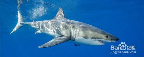 這是什么魚圖片？如何識(shí)別未知魚類的方法與技巧，如何識(shí)別未知魚類，方法與技巧詳解