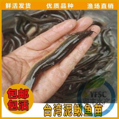 這是什么魚？拍照識別技術(shù)帶你輕松認(rèn)識各種魚類，拍照識魚神器，一鍵識別讓你秒變魚類專家