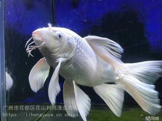 普直蝴蝶鯉苗（關于“普身蝴蝶鯉苗”的相關信息綜合搜索結果整理如下） 普直蝴蝶鯉苗（關于“普身蝴蝶鯉苗”的相關信息綜合搜索結果整理如下） 蝴蝶鯉百科 第2張