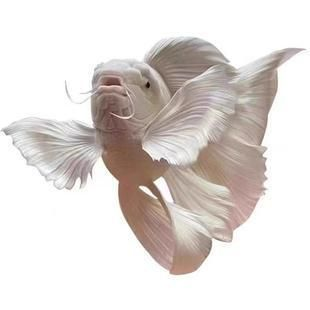 普直蝴蝶鯉苗（關于“普身蝴蝶鯉苗”的相關信息綜合搜索結果整理如下）