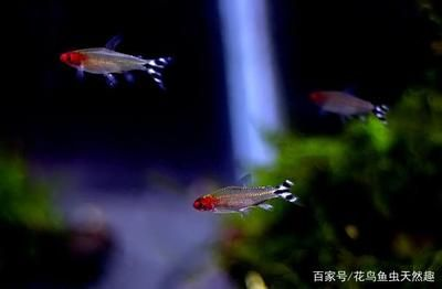 白色熱帶觀賞魚叫什么魚類（白色熱帶觀賞魚的名稱和種類有很多）