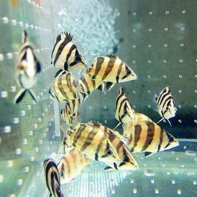 虎魚苗生活環境清潔技巧，虎魚苗的生活環境清潔