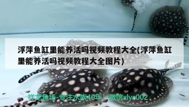浮萍魚缸里能養活嗎視頻教程大全(浮萍魚缸里能養活嗎視頻教程大全圖片)