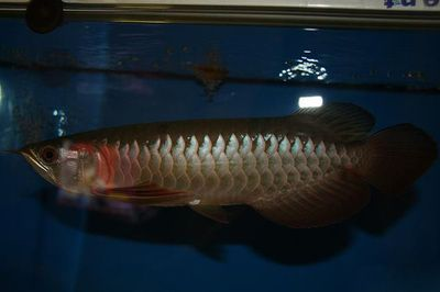 藍珀金龍魚血統證書查詢：如何查詢藍珀金龍魚的血統證書