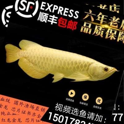 藍珀金龍魚血統證書查詢：如何查詢藍珀金龍魚的血統證書