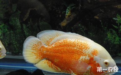 招財魚最忌三種魚,混養(yǎng)需謹慎,避免相克相沖,招財魚混養(yǎng)禁忌,這三種魚切勿同缸,小心相克相沖! 龍魚百科 第3張 招財魚最忌三種魚,混養(yǎng)需謹慎,避免相克相沖,招財魚混養(yǎng)禁忌,這三種魚切勿同缸,小心相克相沖! 招財魚最忌三種魚,混養(yǎng)需謹慎,避免相克相沖,招財魚混養(yǎng)禁忌,這三種魚切勿同缸,小心相克相沖! 龍魚百科 第3張