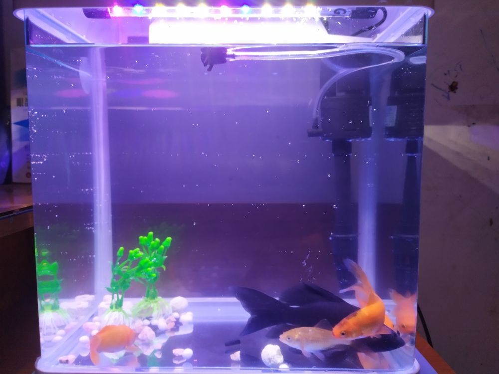 上海到印尼海運(yùn)幾天（上海到印尼海運(yùn)幾天能到） 上海到印尼海運(yùn)幾天（上海到印尼海運(yùn)幾天能到） 印尼大湖漁場(chǎng)產(chǎn)業(yè)聯(lián)盟