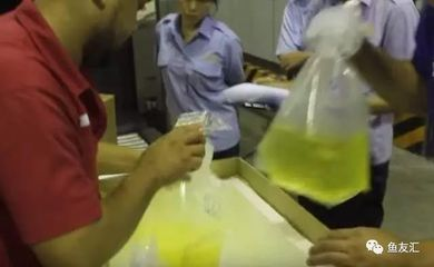 招財魚撞缸是吉還是兇？風水寓意與科學解析，招財魚撞缸的吉兇解析，風水寓意與科學原因揭秘