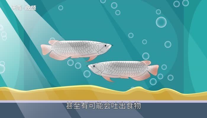 龍魚吃的很少什么原因怎么辦vs祥龍魚場：龍魚吃食很少可能由多種原因引起龍魚食欲不振的原因及應對策略