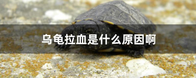 招財魚養(yǎng)殖方法大全，從入門到精通，招財魚養(yǎng)殖全攻略，從新手到高手的實用指南
