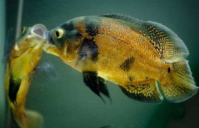 招財魚和龍魚混養好嗎圖片大全大圖：招財魚與龍魚混養，利弊權衡與視覺盛宴