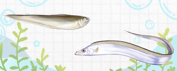 招財魚和龍魚混養好嗎圖片大全大圖：招財魚與龍魚混養，利弊權衡與視覺盛宴