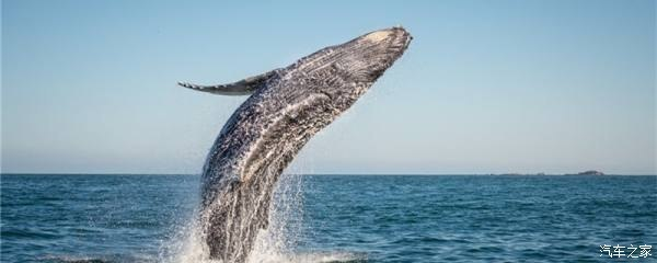 招財魚一般養幾條最吉利?風水寓意與飼養指南,招財魚養幾條最吉利?風水寓意與科學飼養全解析 龍魚百科 第2張 招財魚一般養幾條最吉利?風水寓意與飼養指南,招財魚養幾條最吉利?風水寓意與科學飼養全解析 招財魚一般養幾條最吉利?風水寓意與飼養指南,招財魚養幾條最吉利?風水寓意與科學飼養全解析 龍魚百科 第2張