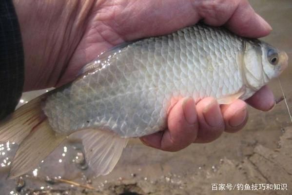 招財(cái)魚(yú)養(yǎng)一條還是兩條好？全面解析與建議，招財(cái)魚(yú)養(yǎng)一條好還是兩條好？全面解析與飼養(yǎng)建議