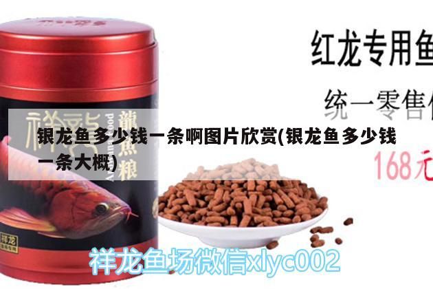 金龍魚(yú) 銀龍魚(yú)多少錢(qián)一條啊圖片欣賞(銀龍魚(yú)多少錢(qián)一條大概) 銀龍魚(yú)百科 銀龍魚(yú)多少錢(qián)一條啊圖片欣賞(銀龍魚(yú)多少錢(qián)一條大概) 銀龍魚(yú)多少錢(qián)一條啊圖片欣賞(銀龍魚(yú)多少錢(qián)一條大概) 銀龍魚(yú)百科