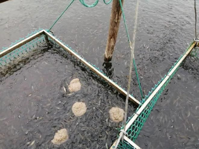 魚缸長褐藻不長綠藻怎么辦視頻（魚缸長褐藻不長綠藻怎么辦視頻教程）