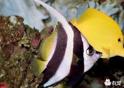 招財魚養公的好還是母的好？全面解析公母招財魚的優缺點，公母招財魚哪個更好養？全面對比優缺點幫你選 招財魚養公的好還是母的好？全面解析公母招財魚的優缺點，公母招財魚哪個更好養？全面對比優缺點幫你選 龍魚百科 第3張