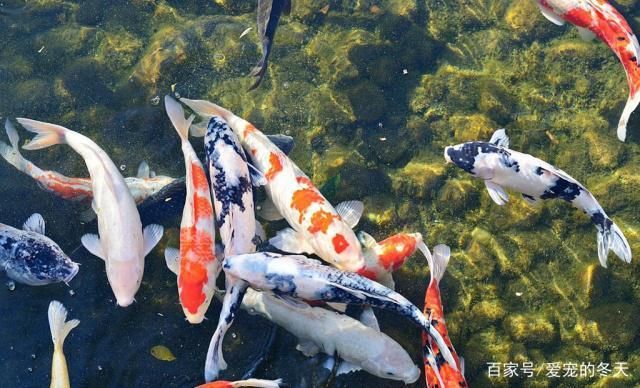 招財魚眼睛上有白膜怎么治？全面解析病因與治療方法，招財魚眼睛白膜的原因及治療方法全解析