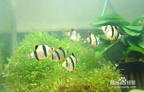 招財魚為什么只養一條，風水寓意與飼養科學解析，招財魚單養之謎，風水寓意與科學飼養全解析
