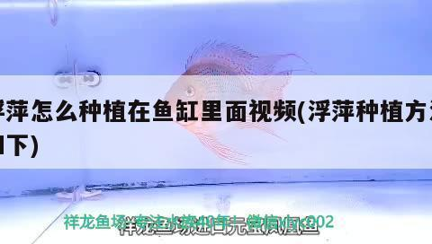 招財魚死了可以扔掉嗎？如何處理死去的招財魚？招財魚死后如何處理？能否直接丟棄？