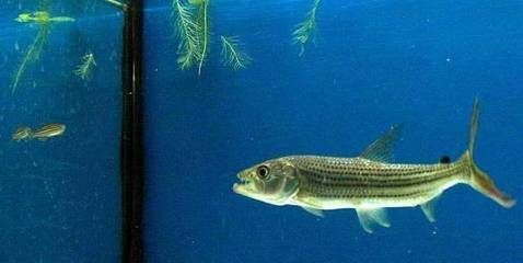 養殖虎魚：養殖虎魚的注意事項 養殖虎魚：養殖虎魚的注意事項 虎魚百科 第2張