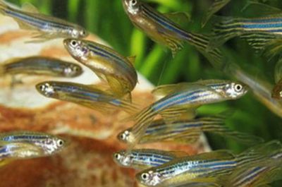 招財(cái)魚壽命快到了的表現(xiàn)，如何識(shí)別并妥善照顧，招財(cái)魚壽命將至的征兆及臨終關(guān)懷指南