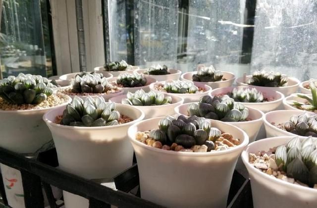 招財魚生病死了預兆，解讀風水與飼養警示，招財魚死亡的風水預兆與飼養禁忌解析 招財魚生病死了預兆，解讀風水與飼養警示，招財魚死亡的風水預兆與飼養禁忌解析 龍魚百科 第3張