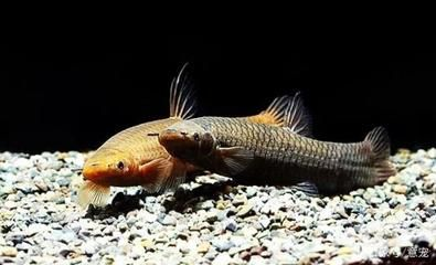 觀賞魚的定義（養好觀賞魚需要注意以下幾點）