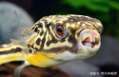 觀賞魚的定義（養好觀賞魚需要注意以下幾點）