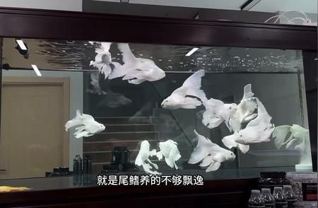 蝴蝶鯉普身能養(yǎng)出精品么（普身蝴蝶鯉養(yǎng)殖技巧是關(guān)鍵要點(diǎn),普身蝴蝶鯉養(yǎng)殖技巧）