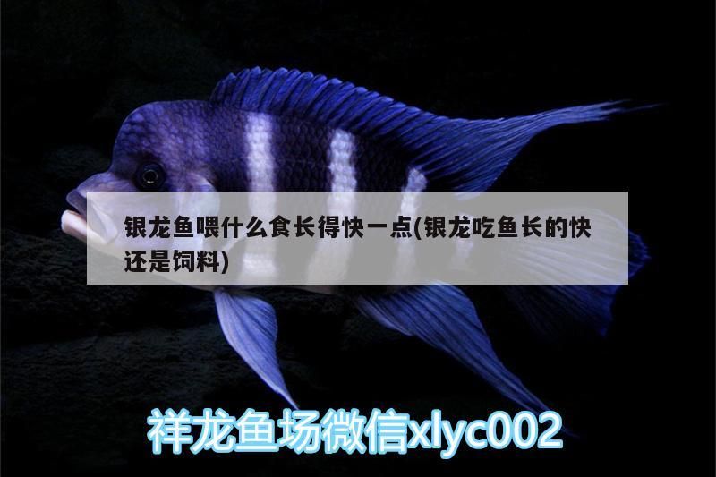 銀龍魚喂什么食長得快一點(銀龍吃魚長的快還是飼料) 銀龍魚喂什么食長得快一點(銀龍吃魚長的快還是飼料) 銀龍魚百科
