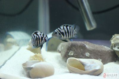 詳細(xì)閱讀:菠蘿魚繁殖(菠蘿魚的繁殖方法) 菠蘿魚繁殖(菠蘿魚的繁殖方法)