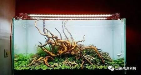 招財魚的正確養法，從選購到飼養的全面指南，招財魚飼養全攻略，從選購到日常管理的正確養法