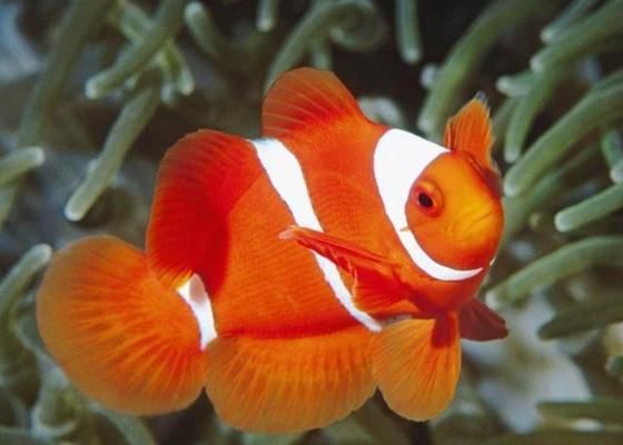 招財魚跟龍魚可以混養嗎圖片對比圖：招財魚與龍魚混養之探究，圖片對比下的奧秘