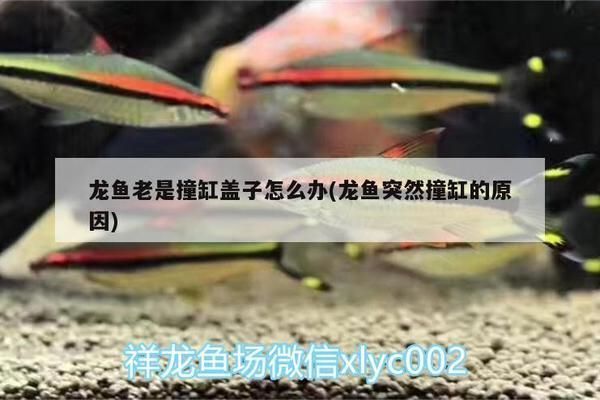龍魚不停的撞缸vs祥龍魚場：龍魚不停撞缸可能由多種原因引起，祥龍魚場的評價(jià)如何