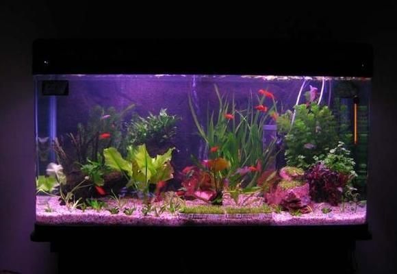 魚缸里的水突然渾濁是什么原因，如何正確使用魚缸凈水劑 魚缸里的水突然渾濁是什么原因，如何正確使用魚缸凈水劑 魚缸百科 第6張