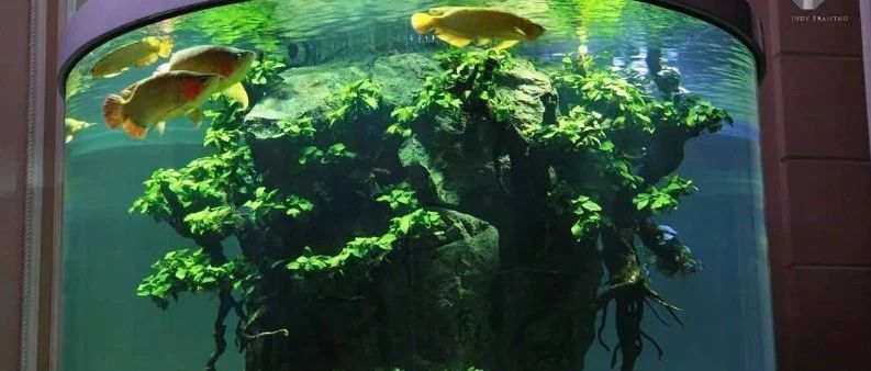 龍魚 造景vs祥龍魚場：龍魚造景與祥龍魚場的區別