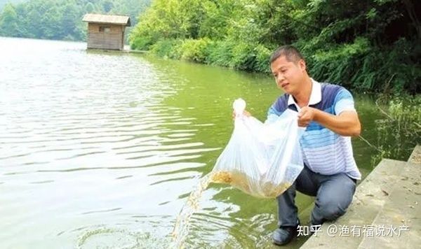 4月份放魚苗最忌三種東西（4月份放魚苗的注意事項）