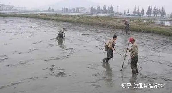 4月份放魚苗最忌三種東西（4月份放魚苗的注意事項）