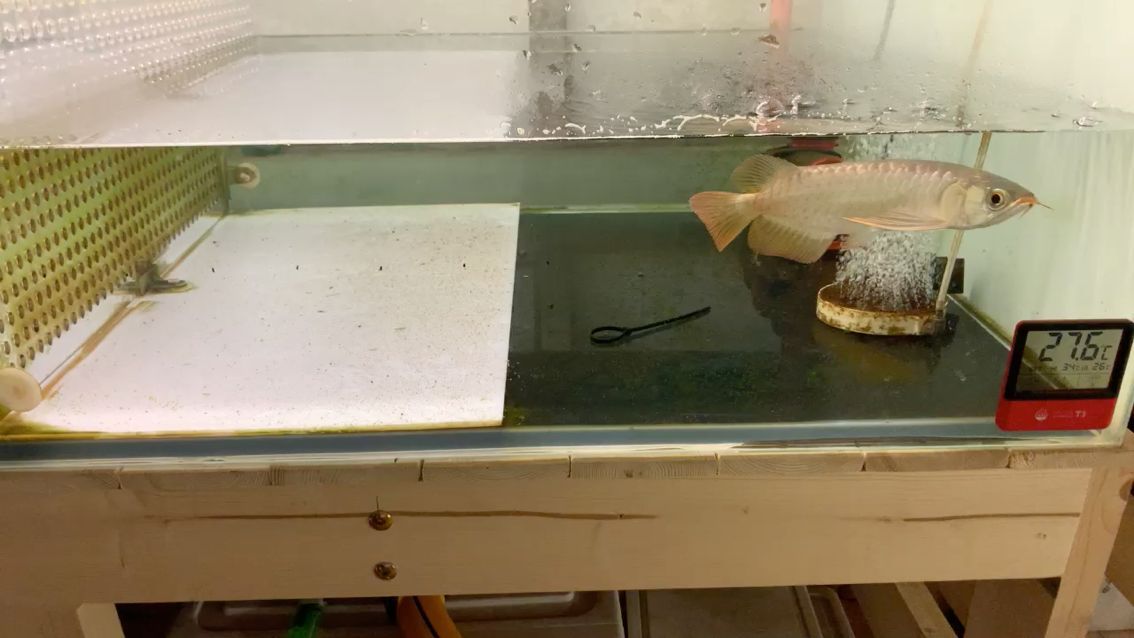 海口觀賞魚批發市場電話多少號（海口買觀賞魚的地方）